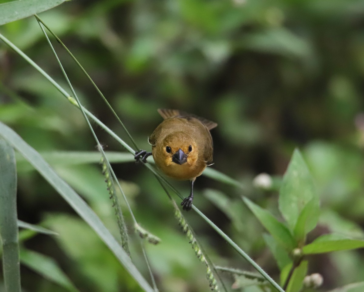 Variable Seedeater - ML645955689