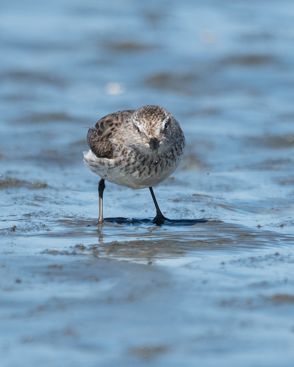 White-rumped Sandpiper - ML645955690