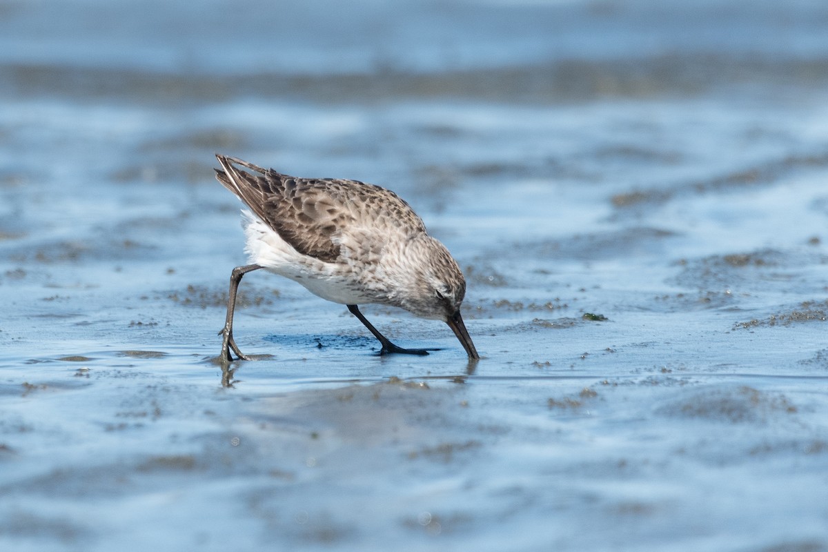 White-rumped Sandpiper - ML645955691