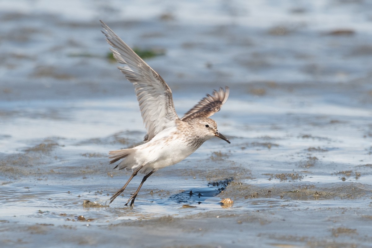 White-rumped Sandpiper - ML645955692