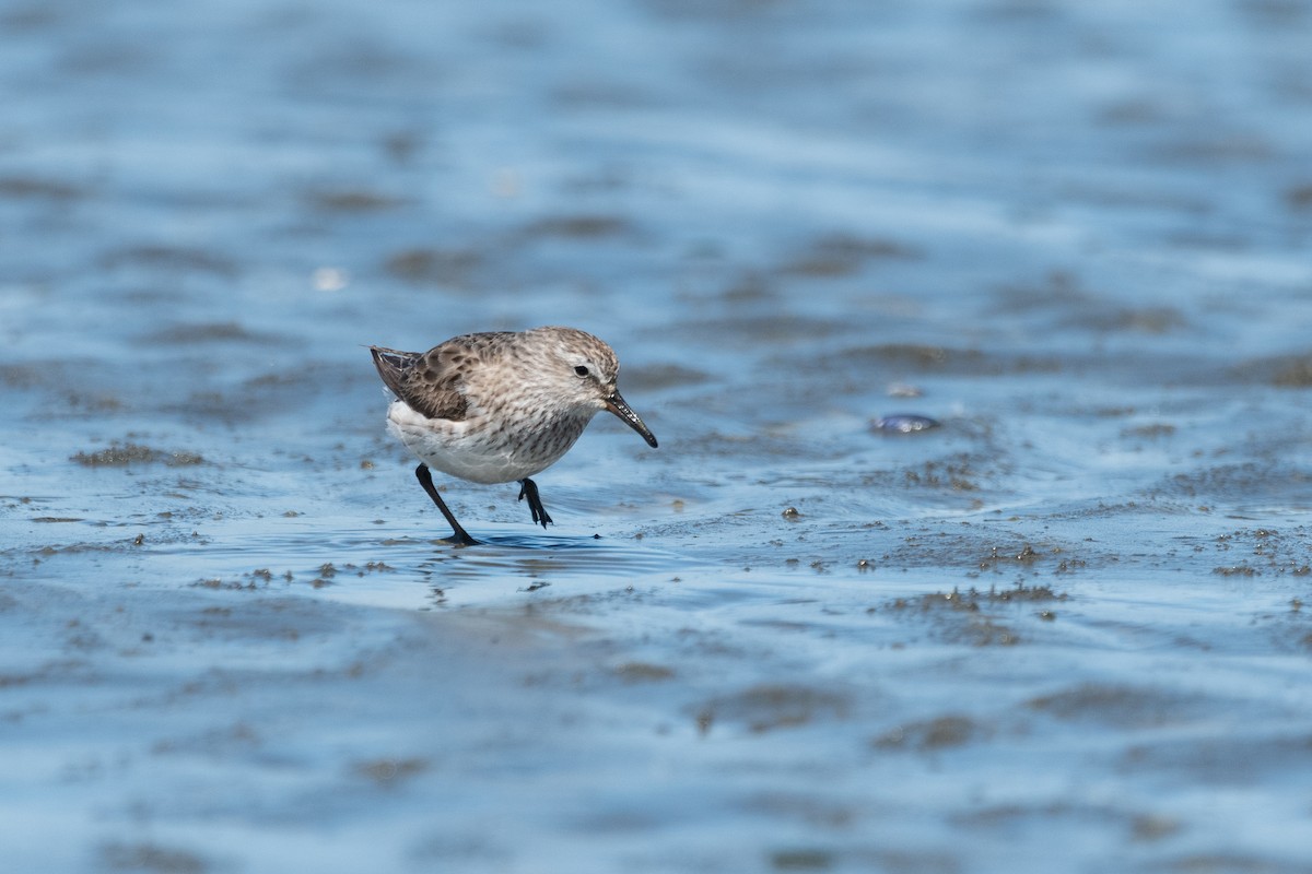 White-rumped Sandpiper - ML645955693