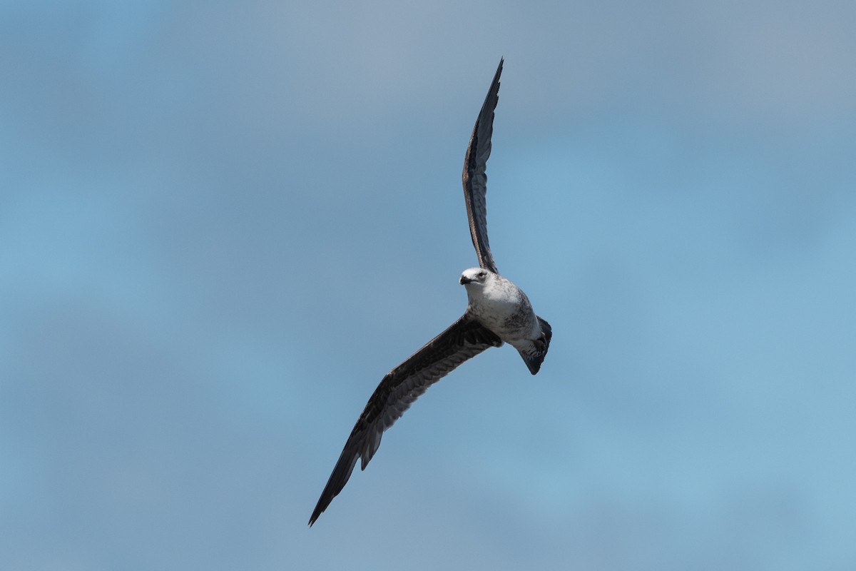 Kelp Gull - ML645955694