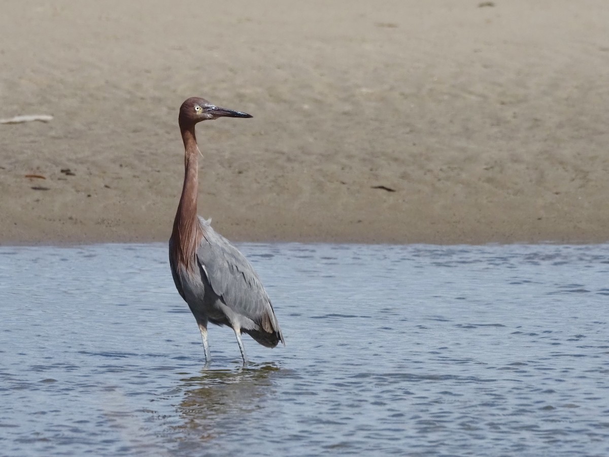 Reddish Egret - ML645955697