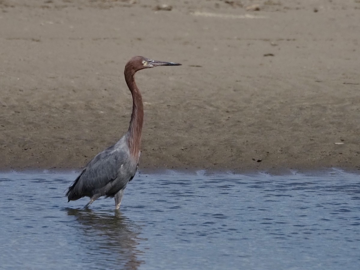 Reddish Egret - ML645955698