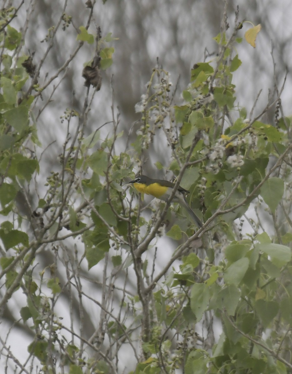 Yellow-breasted Chat - ML645955699