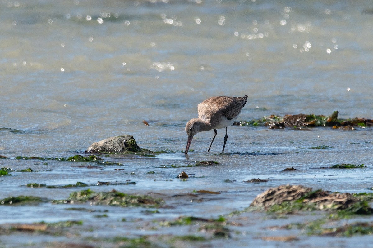 Hudsonian Godwit - ML645955700