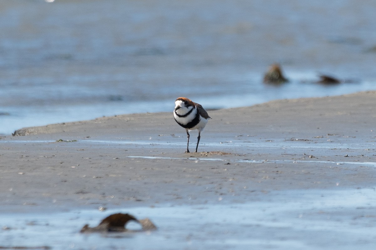 Two-banded Plover - ML645955702