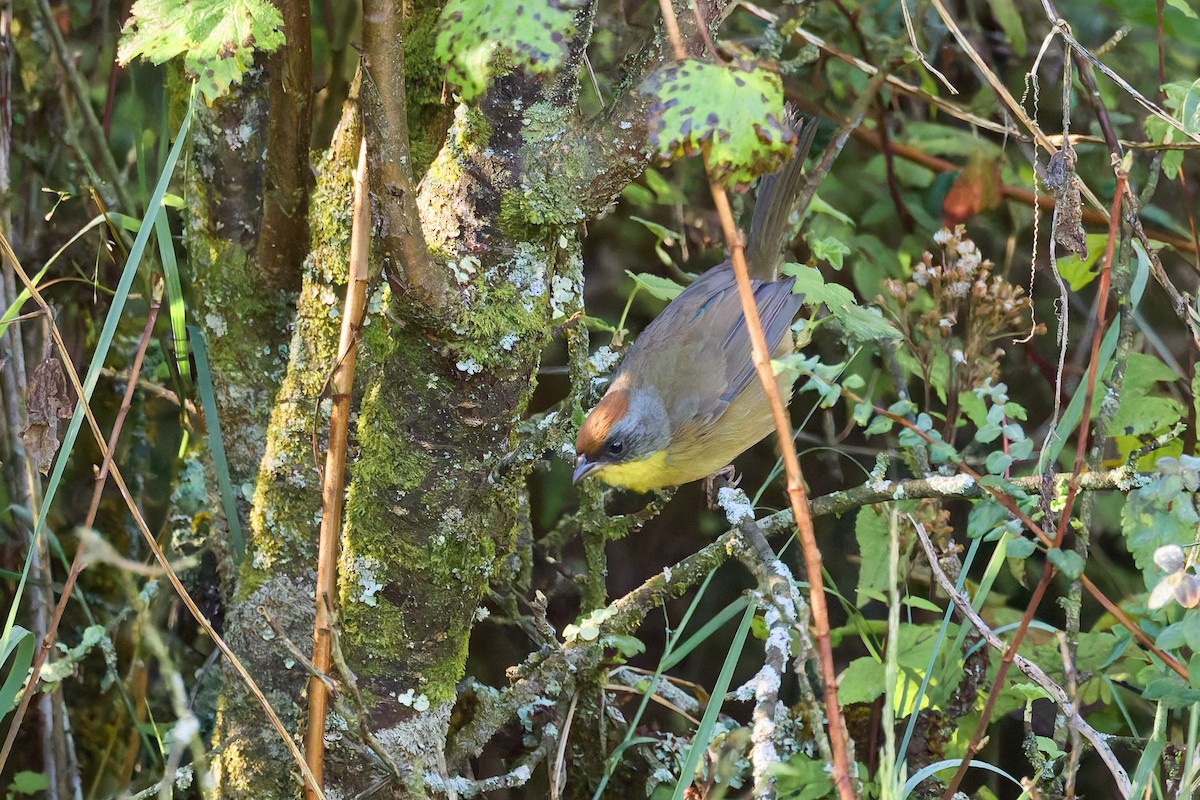 Rufous-capped Brushfinch - ML645955703