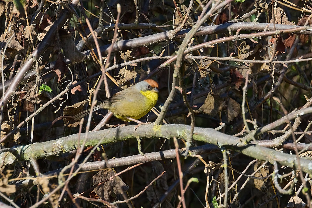 Rufous-capped Brushfinch - ML645955704