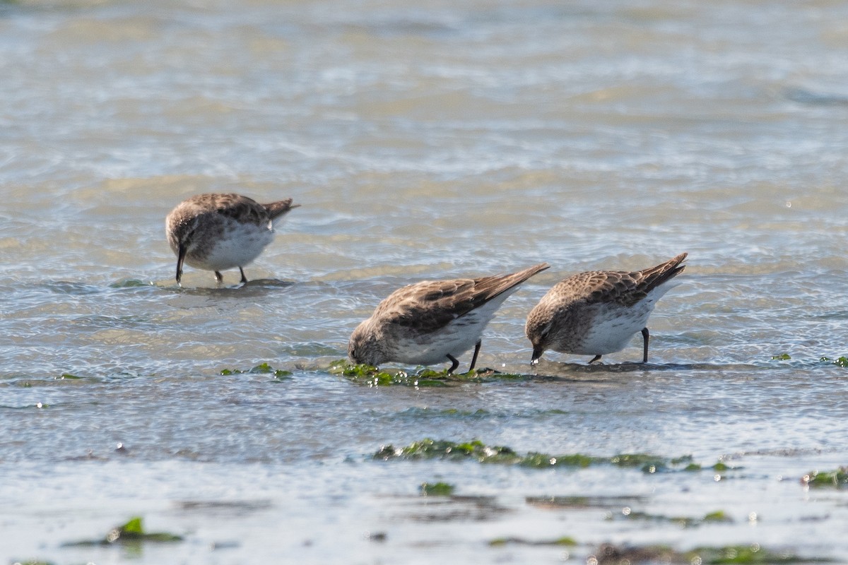 Hudsonian Godwit - ML645955705