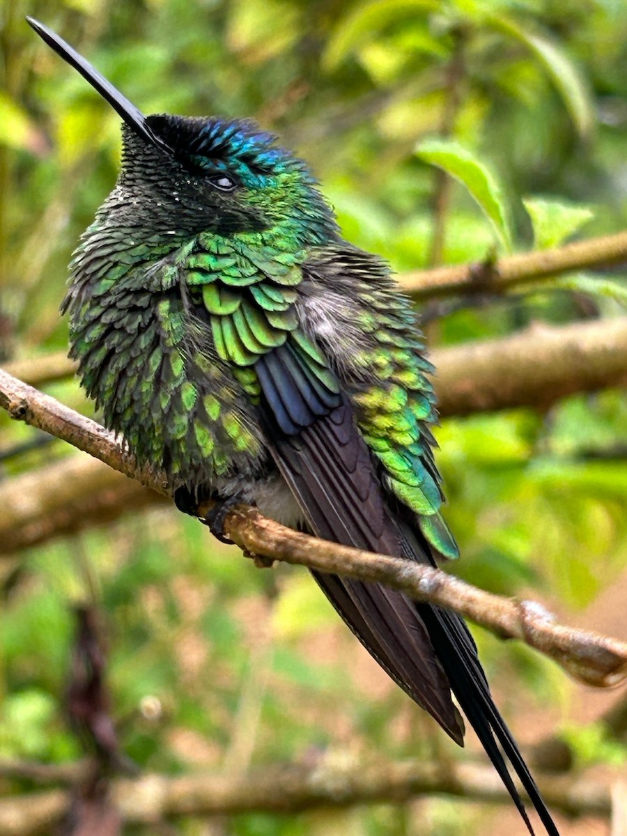 Violet-capped Woodnymph - ML645955706