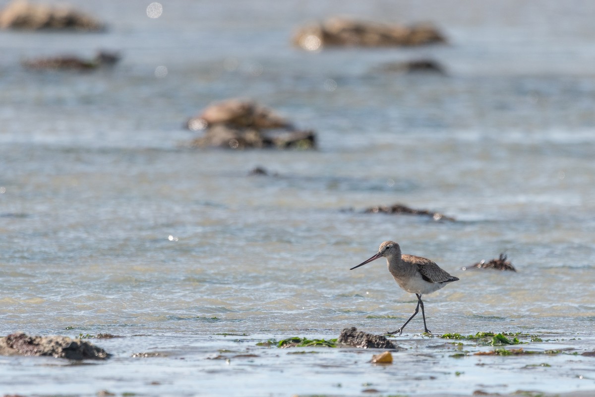 Hudsonian Godwit - ML645955708