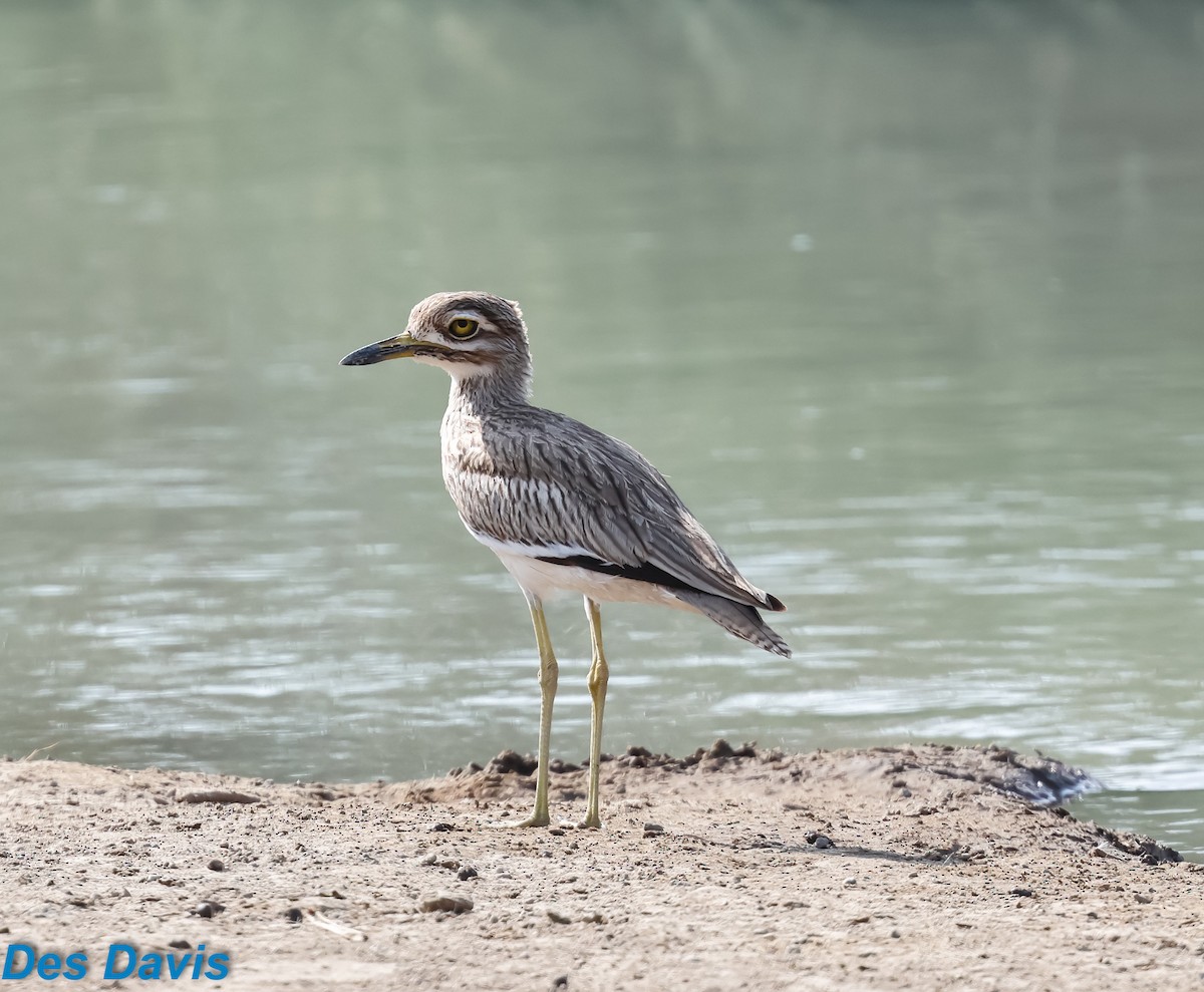 Senegal Thick-knee - ML645955709