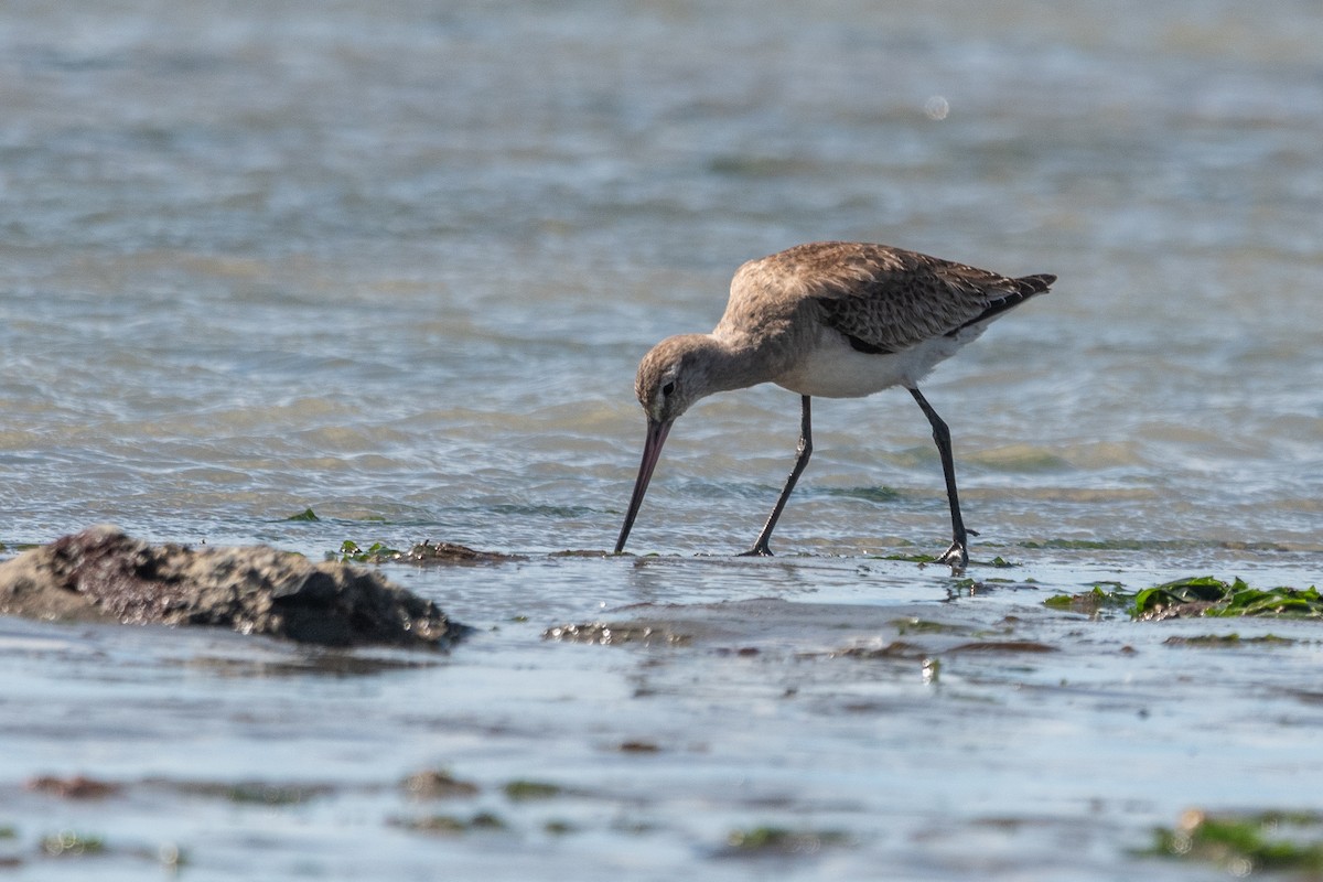 Hudsonian Godwit - ML645955710