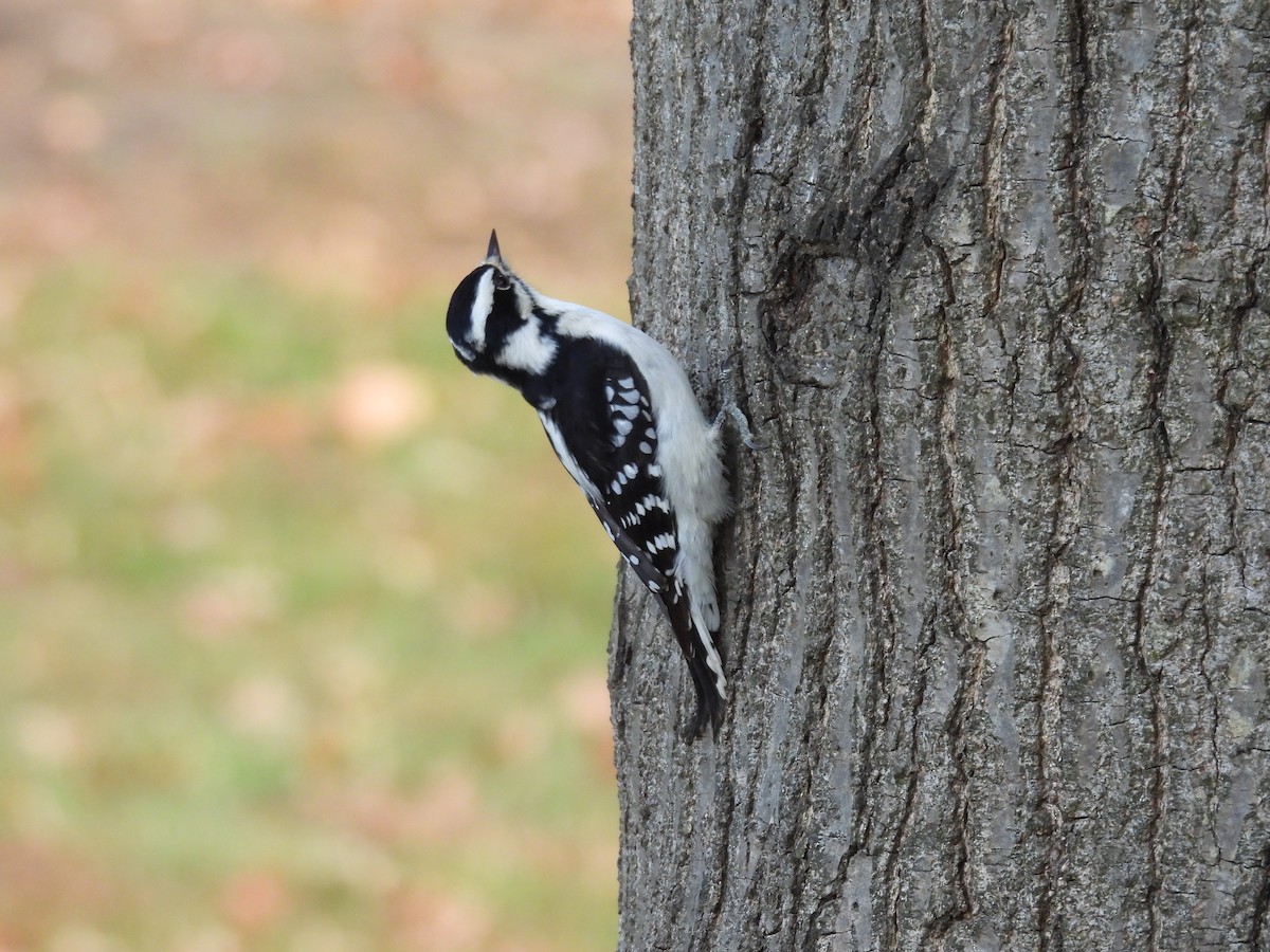 Northern Mockingbird - ML645955711