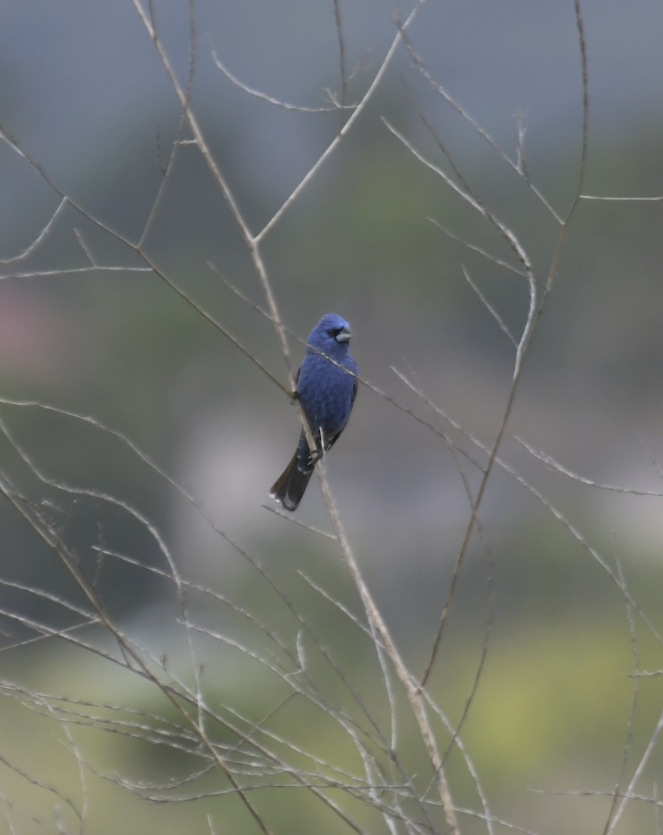 Blue Grosbeak - ML645955713