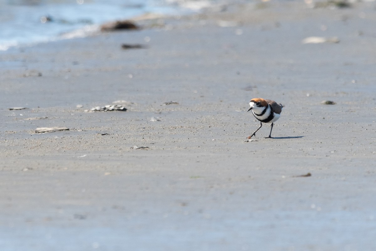 Two-banded Plover - ML645955714