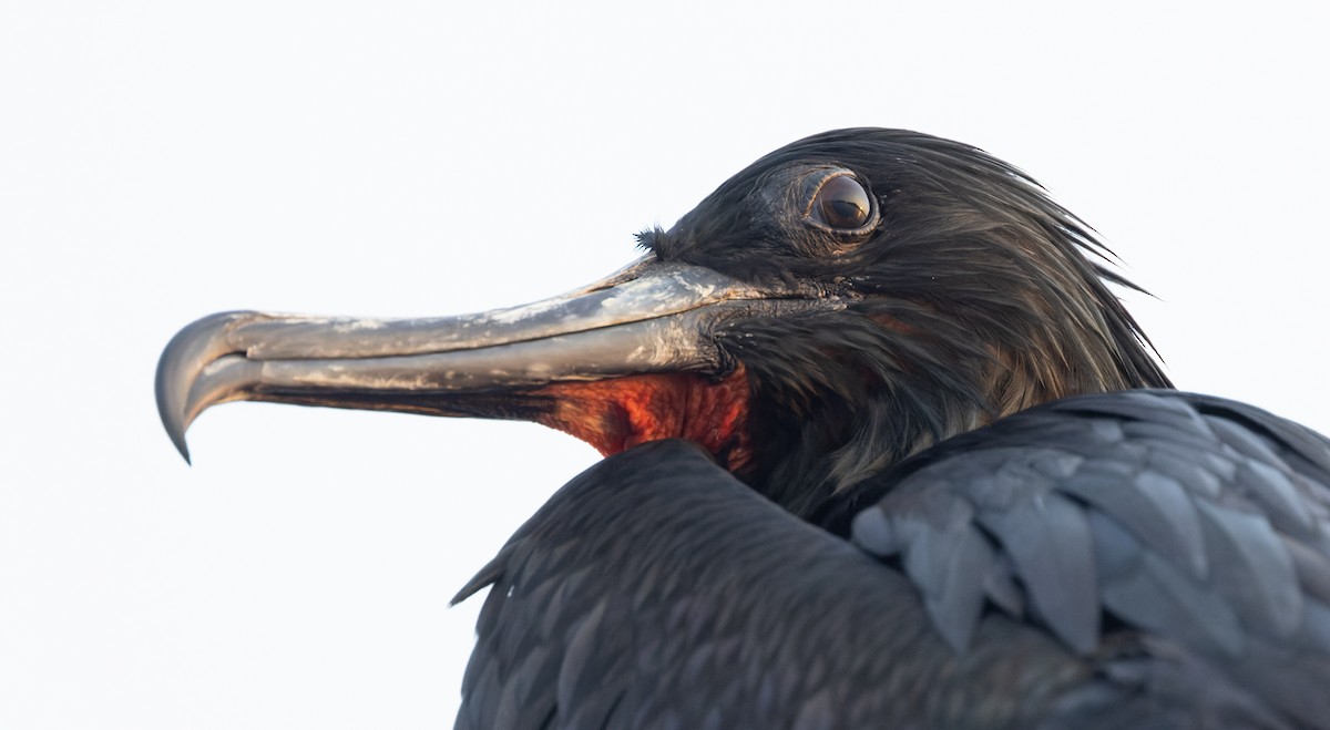 Magnificent Frigatebird - ML645955715