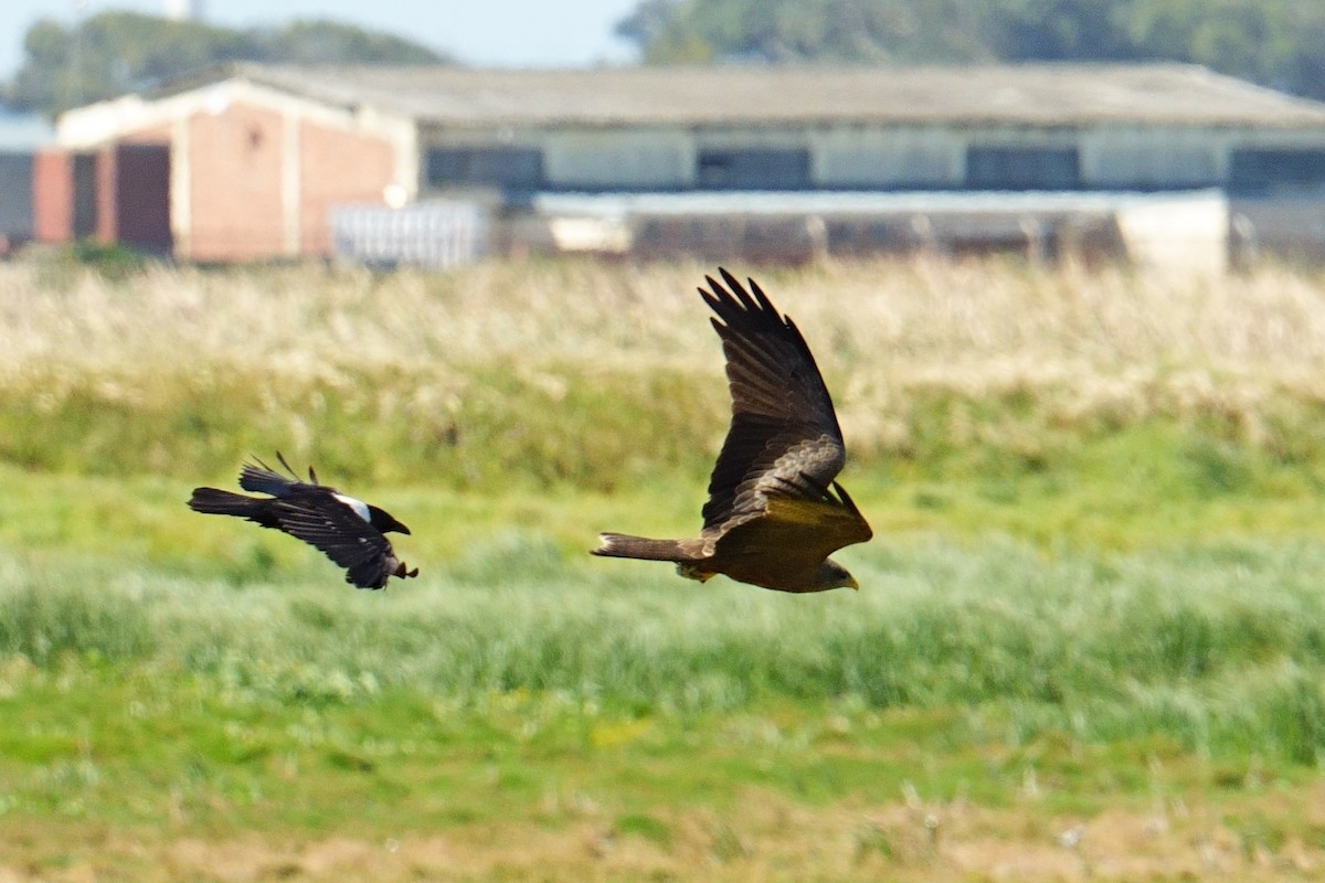 Black Kite (Yellow-billed) - ML645955718