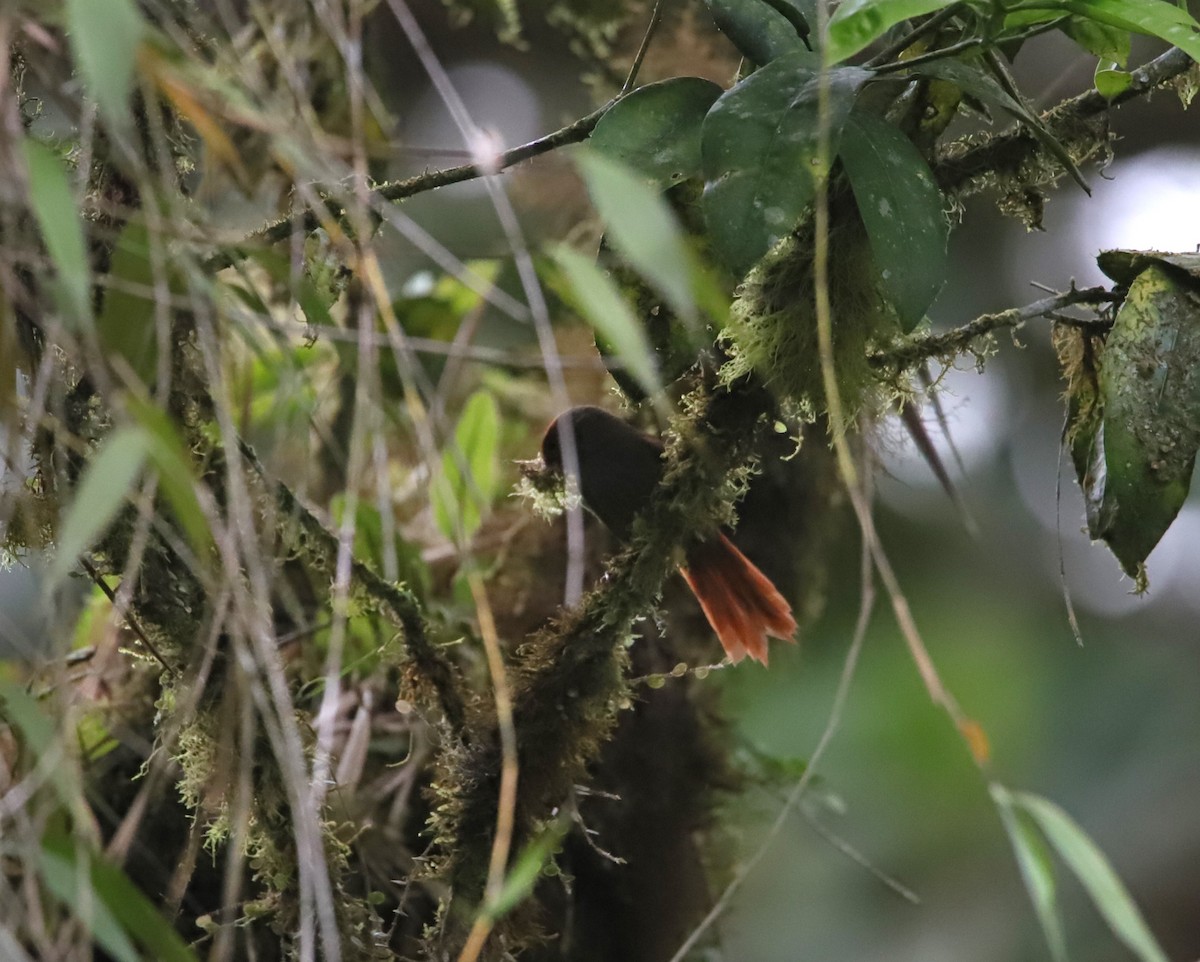 Slaty Spinetail - ML645955719