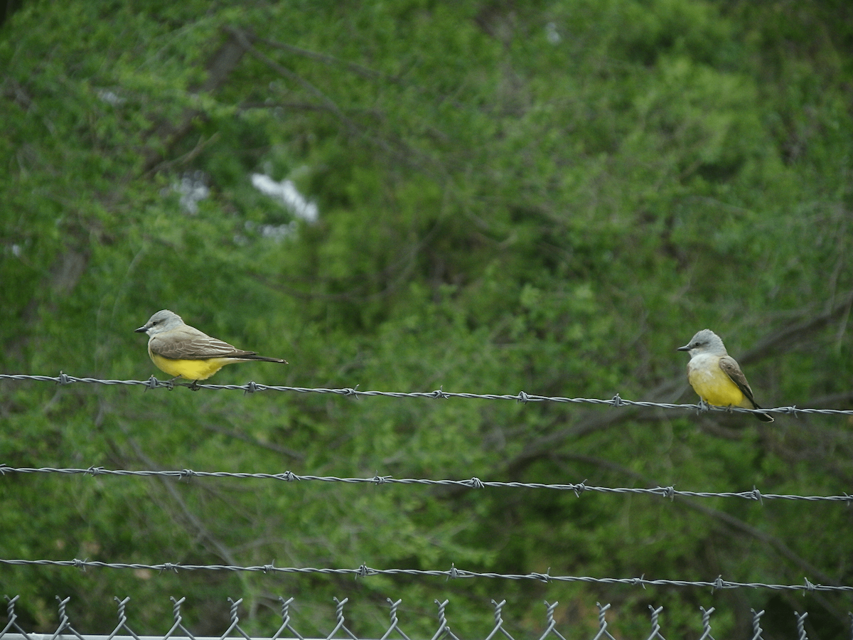 Western Kingbird - ML645955720