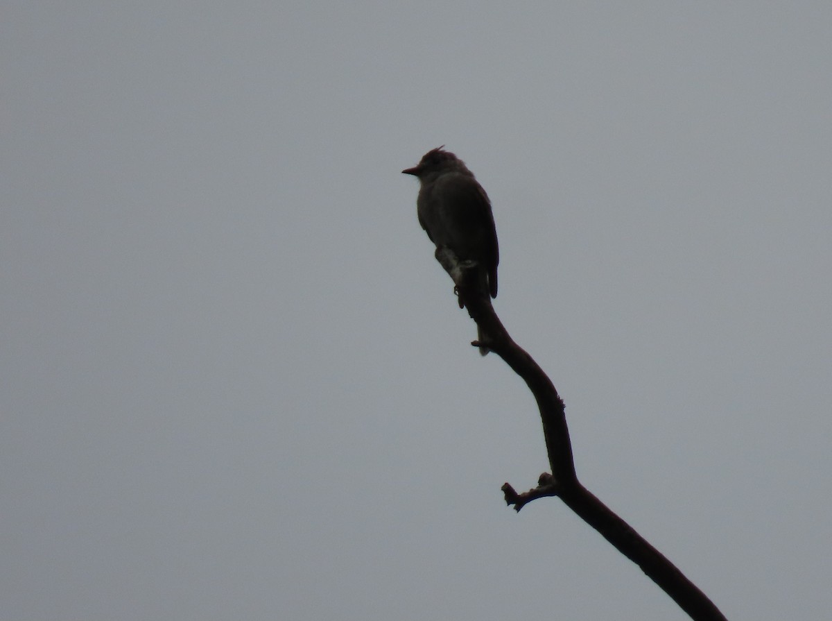 Smoke-colored Pewee - ML645955721
