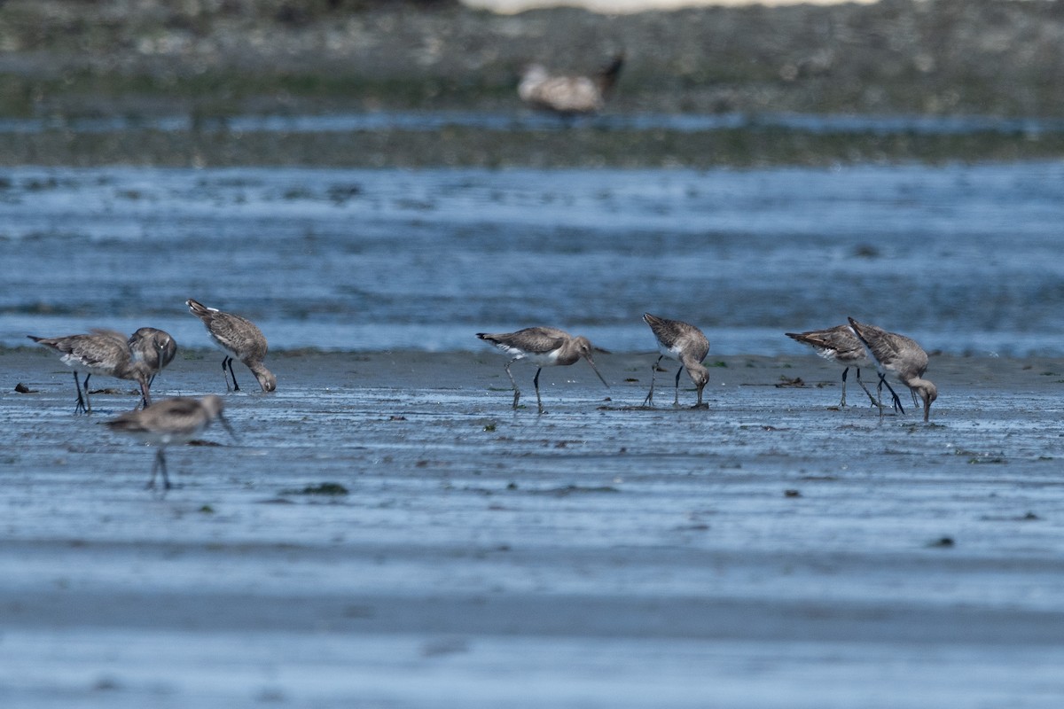 Hudsonian Godwit - ML645955722