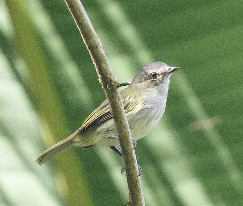 Mistletoe Tyrannulet - ML645955728