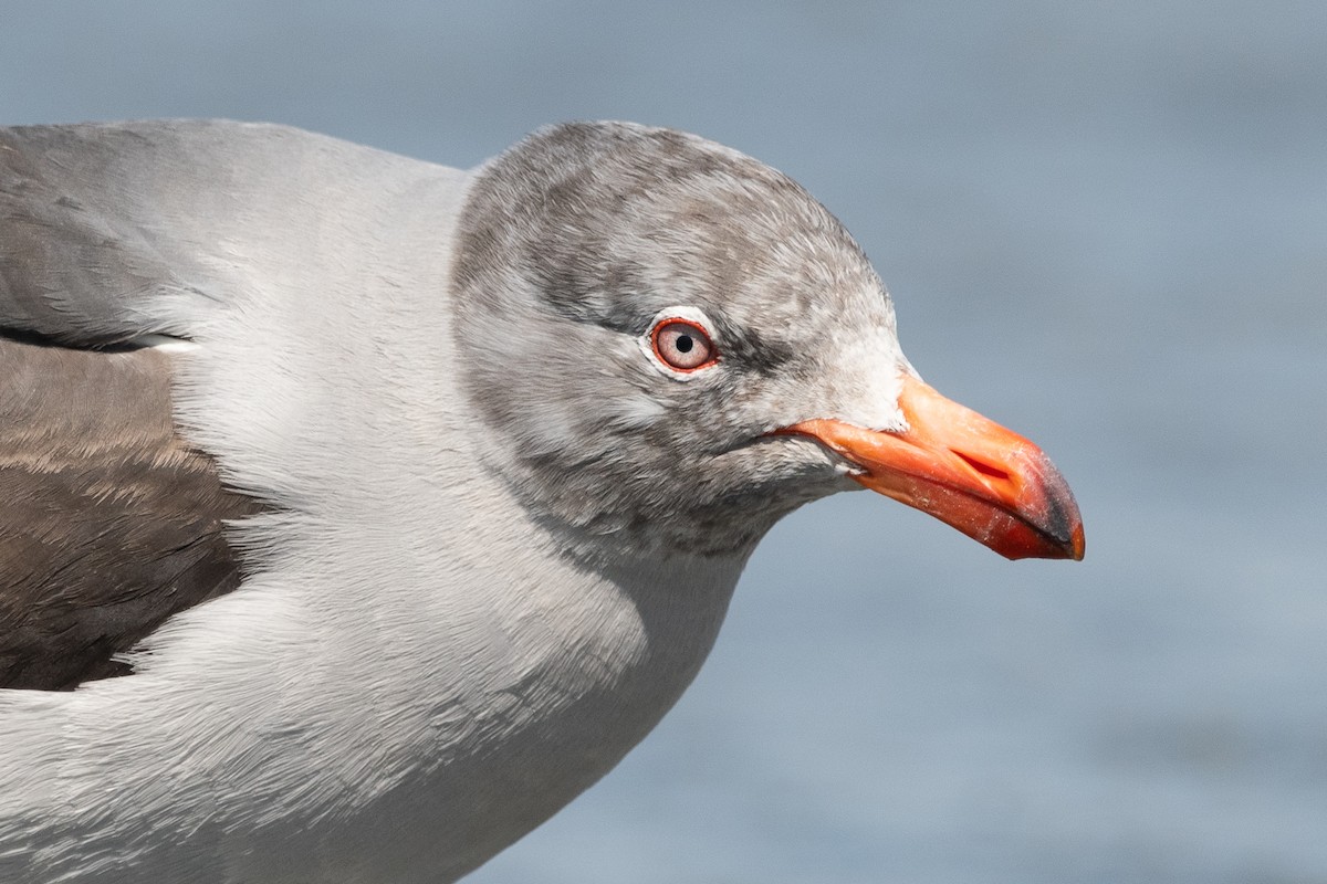 Dolphin Gull - ML645955731