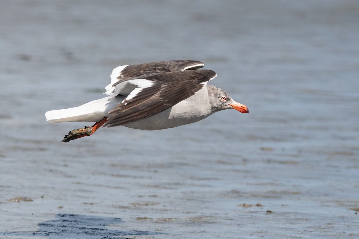 Dolphin Gull - ML645955732