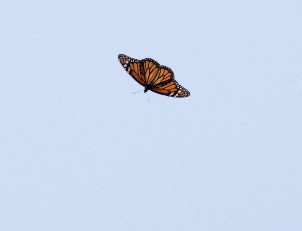 Monarch - ML645955736