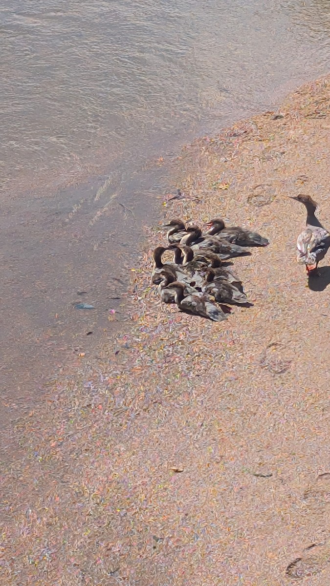 Common Merganser - ML645955738