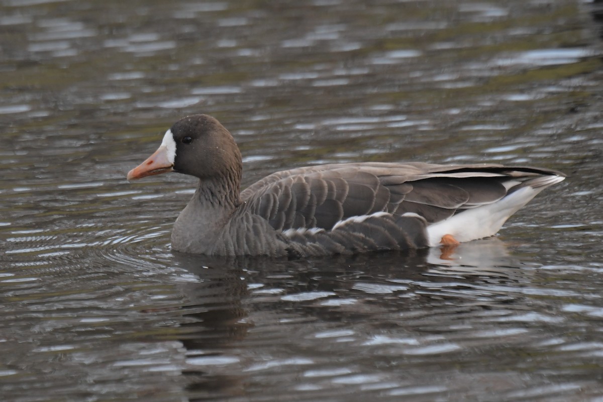 husa běločelá - ML645955740