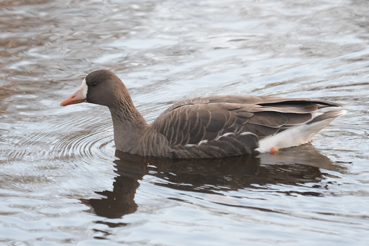 husa běločelá - ML645955741