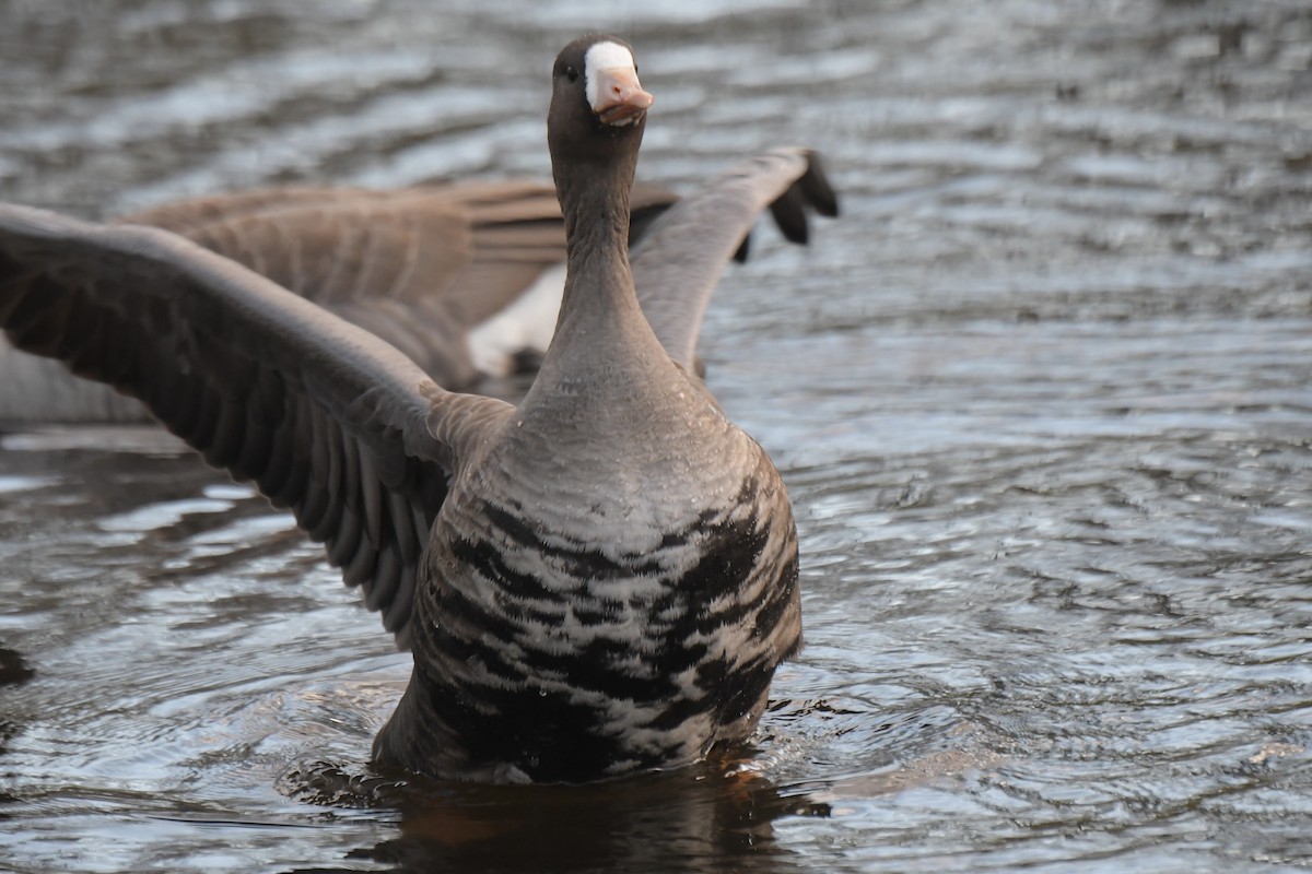 husa běločelá - ML645955742