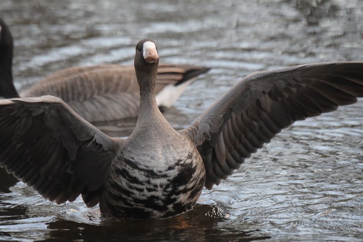 husa běločelá - ML645955743