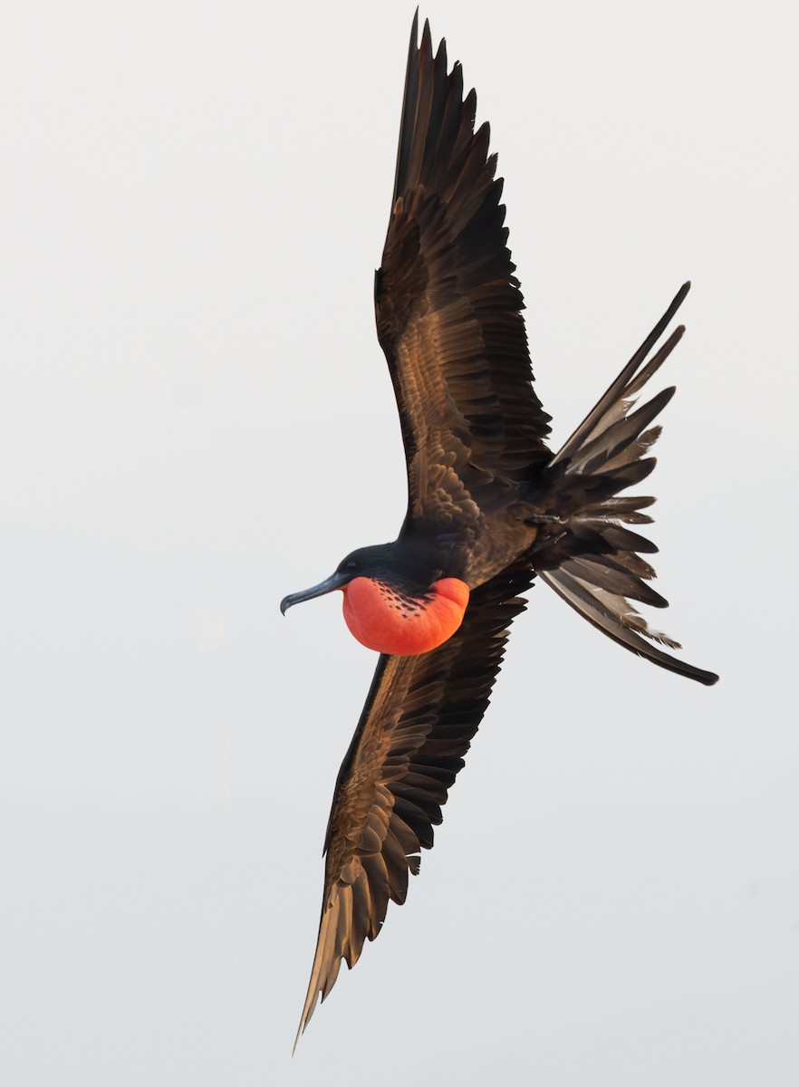 Magnificent Frigatebird - ML645955750