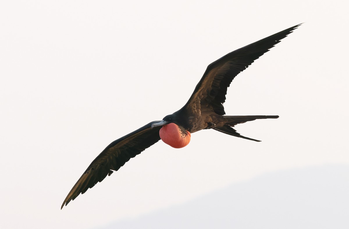 Magnificent Frigatebird - ML645955752
