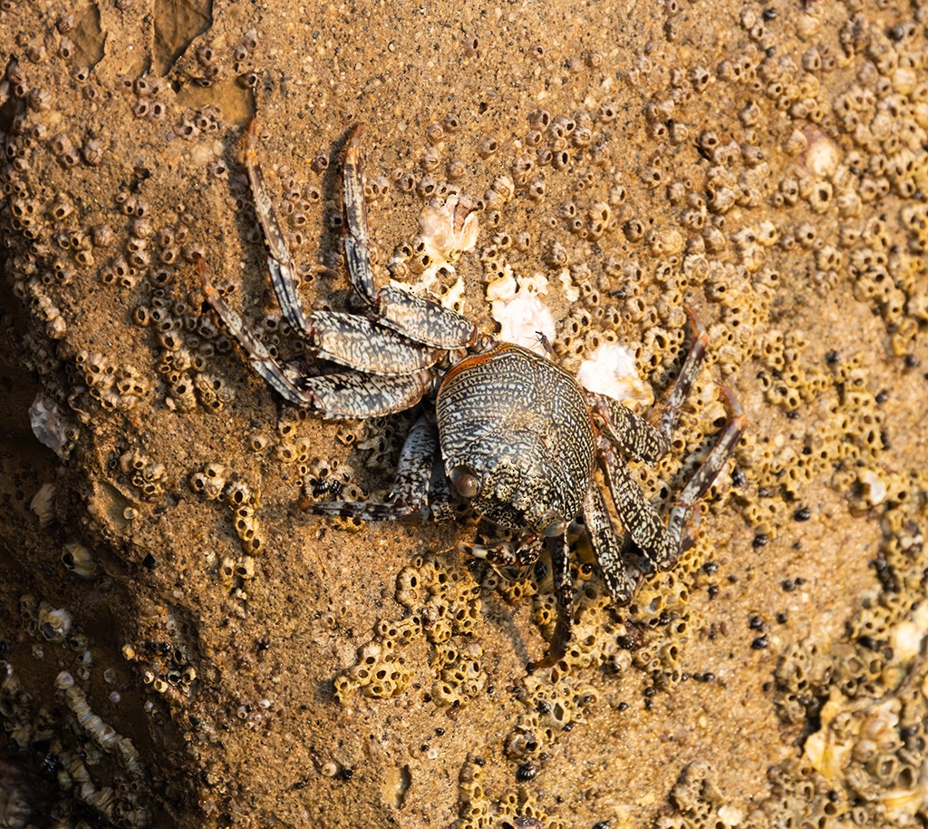 Crustaceans - ML645955753