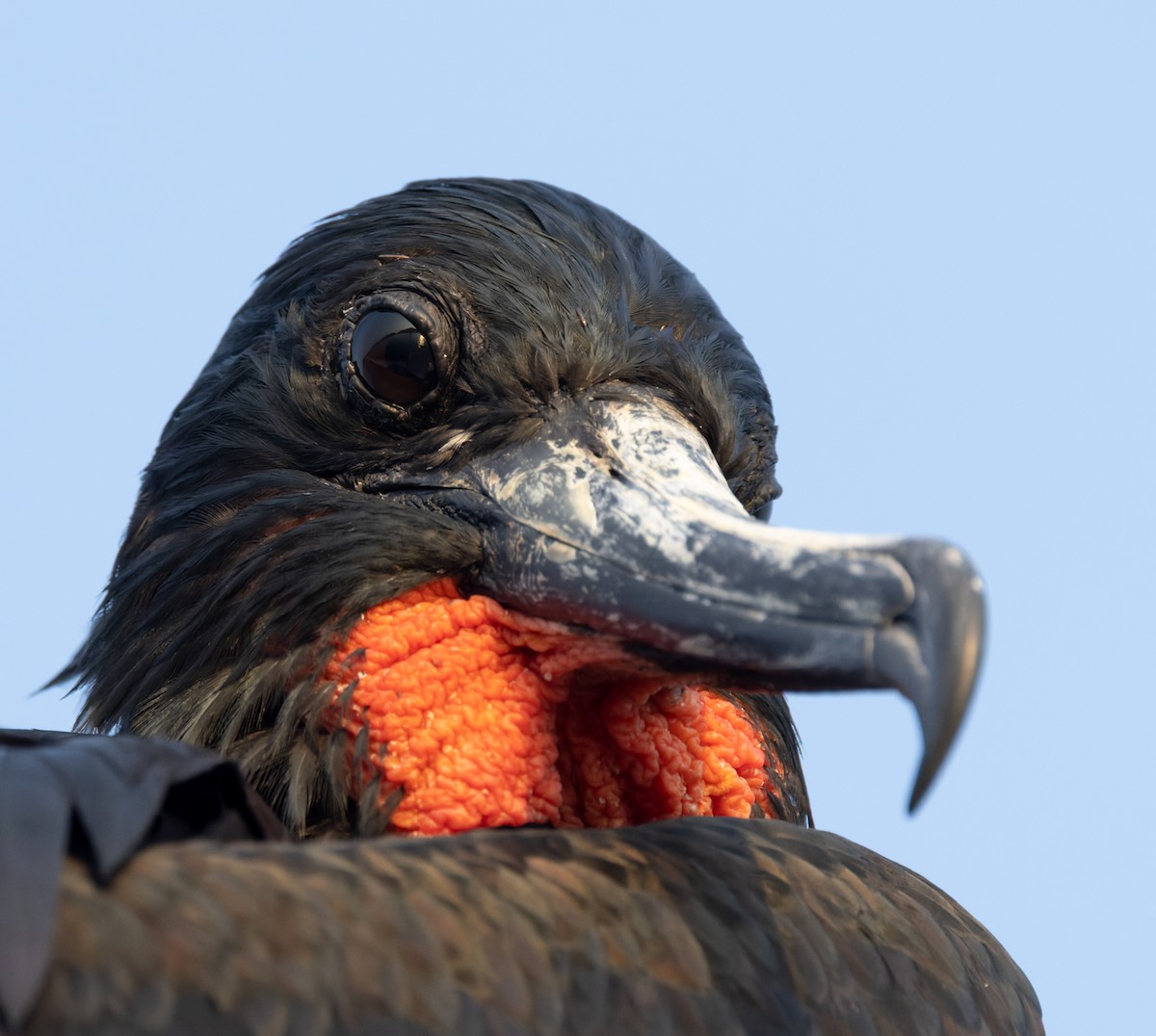 Magnificent Frigatebird - ML645955754