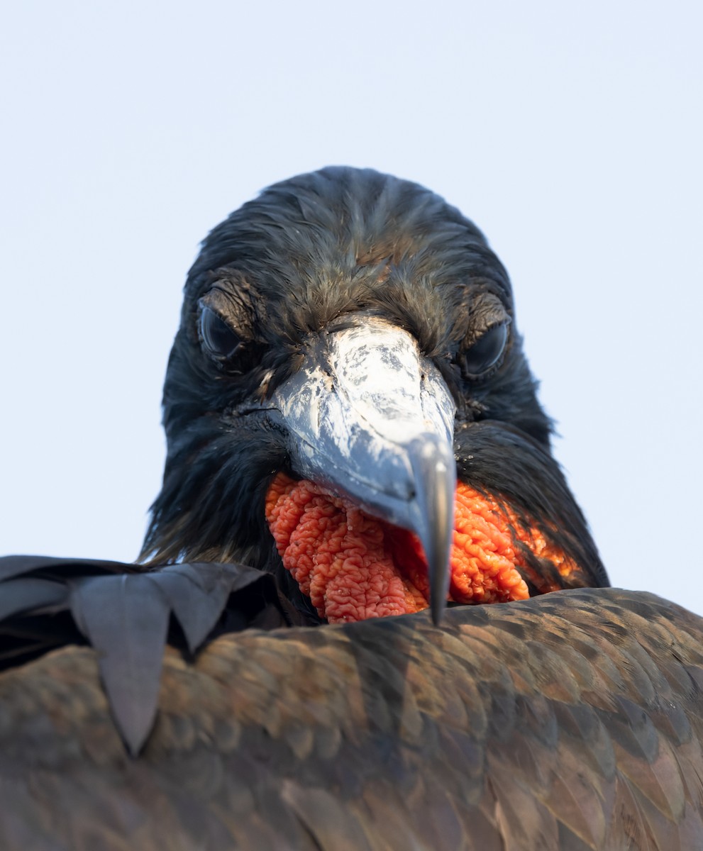 Magnificent Frigatebird - ML645955755