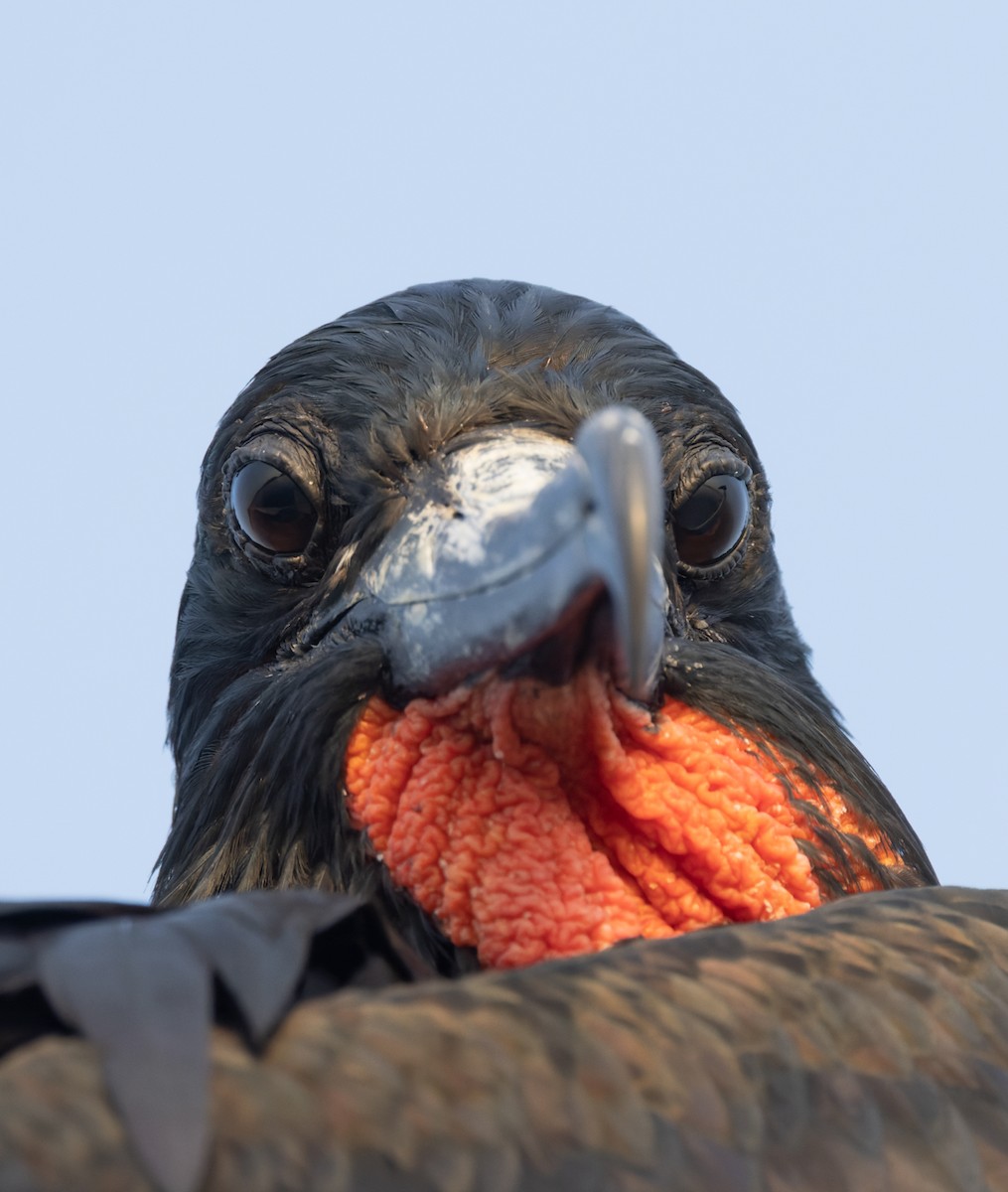 Magnificent Frigatebird - ML645955756