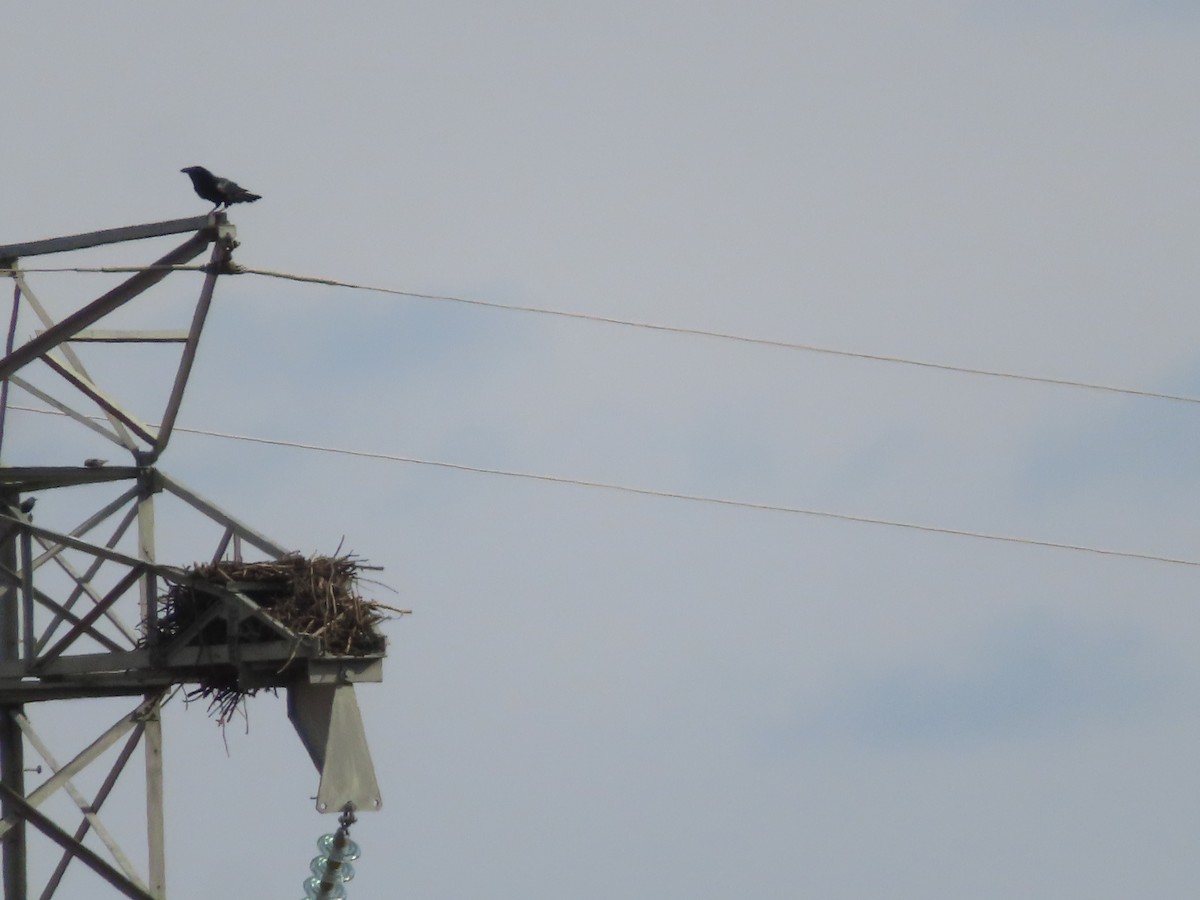 Common Raven - ML645955757