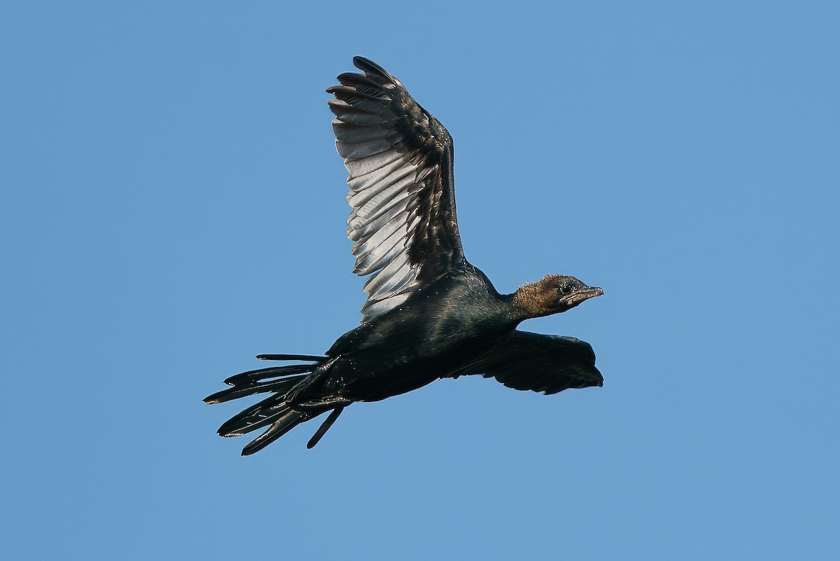 Pygmy Cormorant - ML645955759