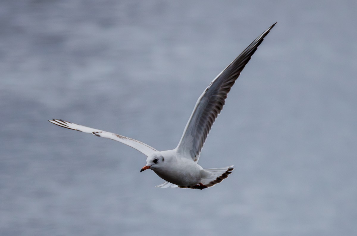 紅嘴鷗 - ML645955761