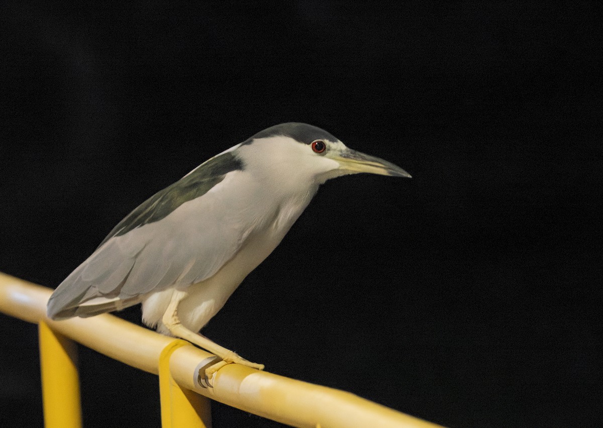 Black-crowned Night Heron - ML645955769