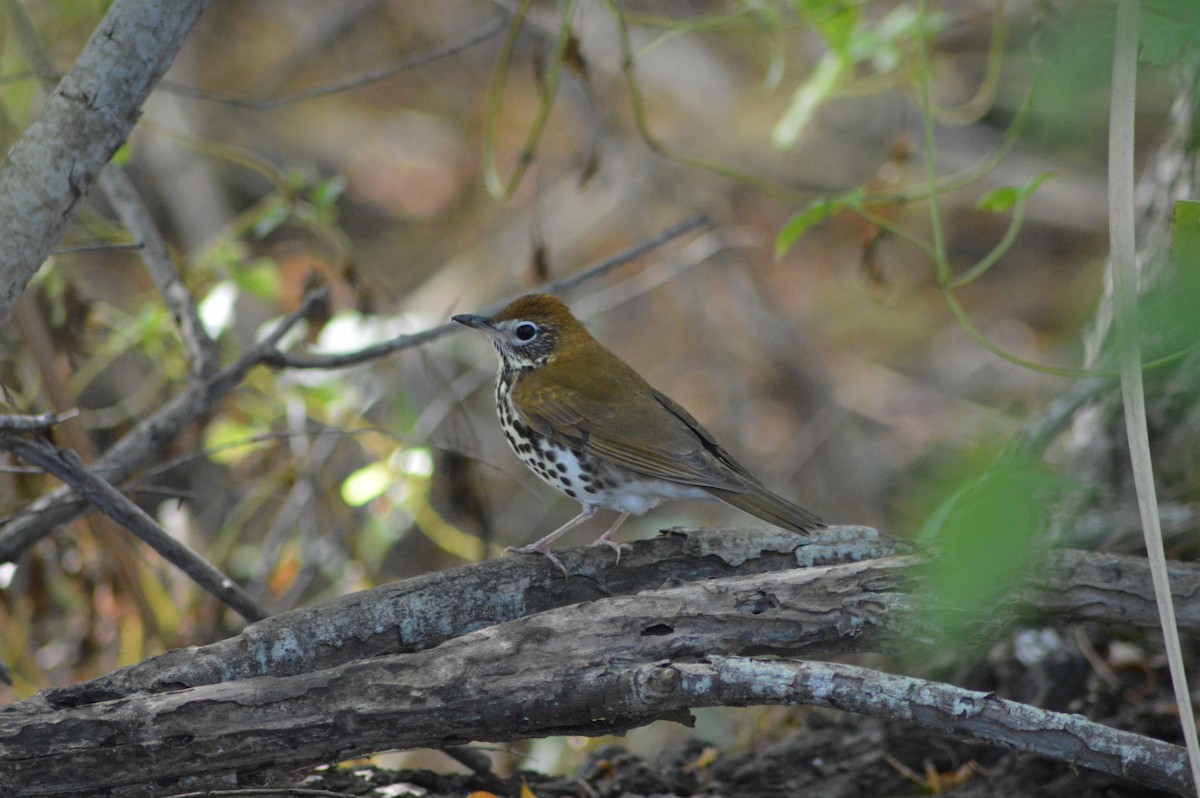 drozd rezavohlavý - ML645955770