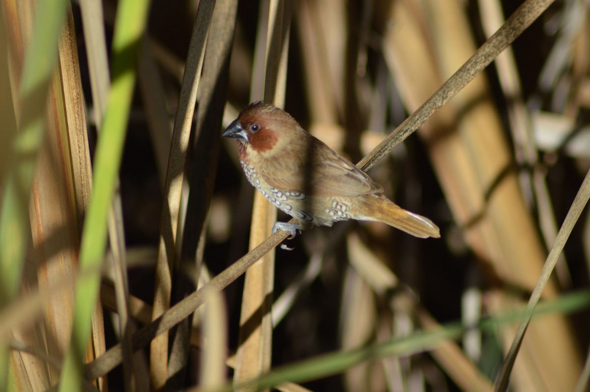 panenka muškátová - ML645955777