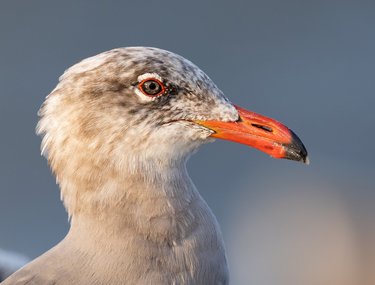 Heermann's Gull - ML645955787