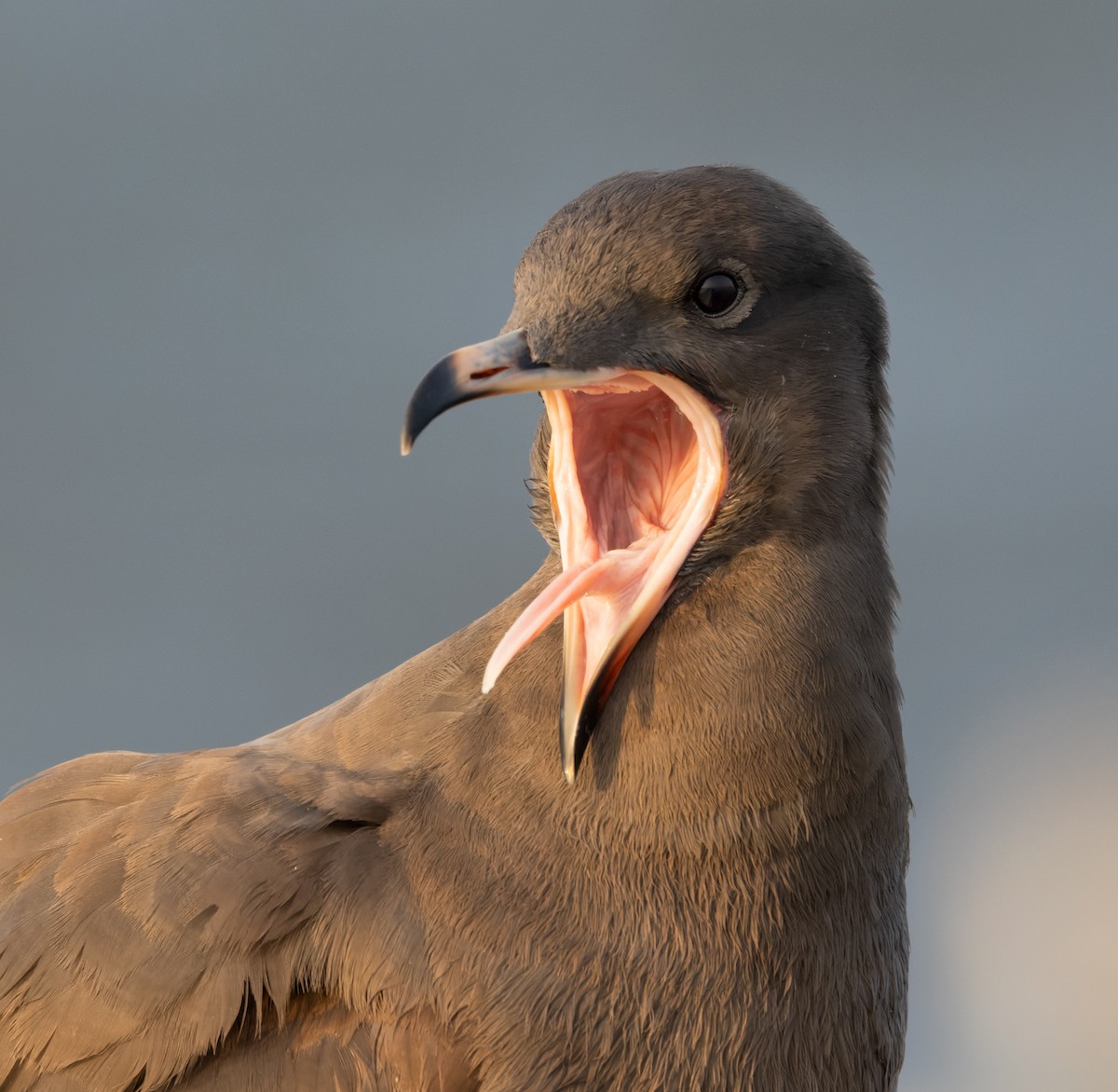 Heermann's Gull - ML645955788